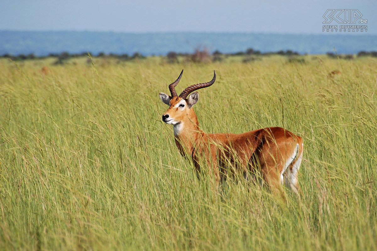 Murchison - Kob De kobs zijn in Oeganda de meest voorkomende antilopensoort. Stefan Cruysberghs